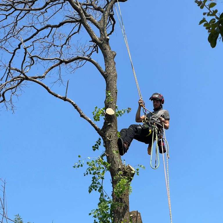 Scott’s Tree Service Dallas, TX