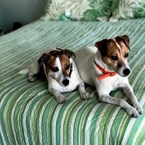 Marcy & Maggie, Jack Russell Terriers