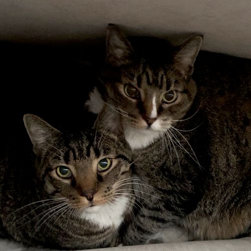 Belle & Cutie - Grey Tabby Cats