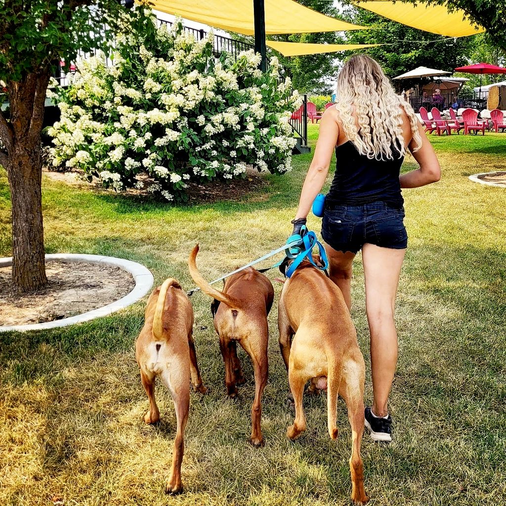 Mini Pack Walk (first time waking dog on far left 