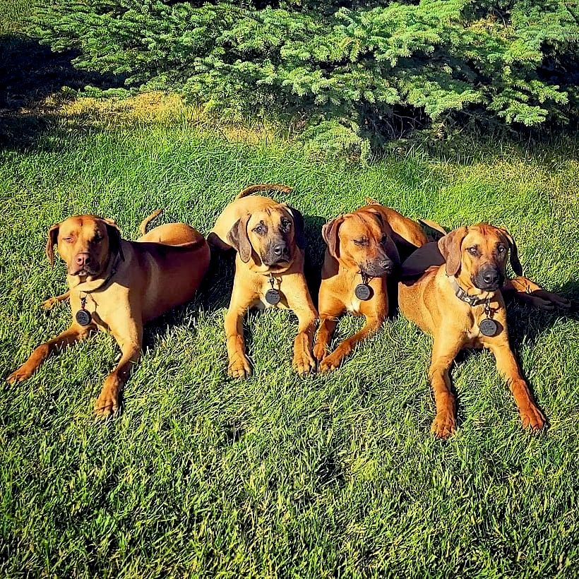 Family Reunion - f course the pups are going to ge