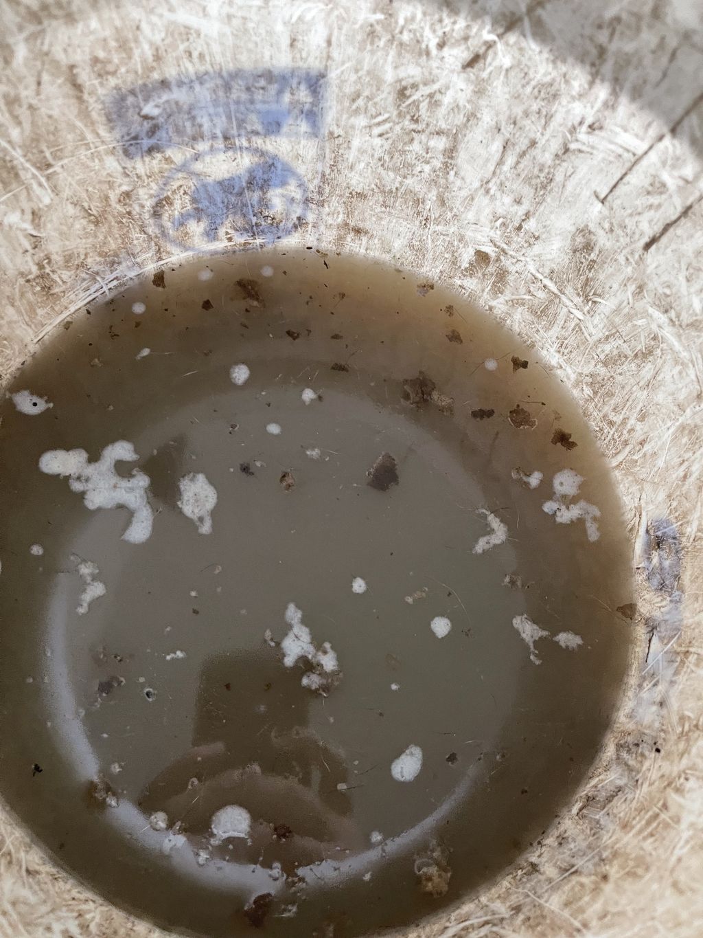 What’s hiding in your carpets?