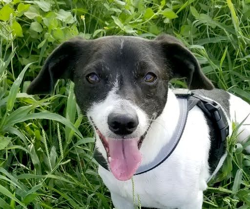 Dice Ready To go to The Dog Park!