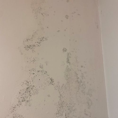 Extensive Mold Growth - but from where?