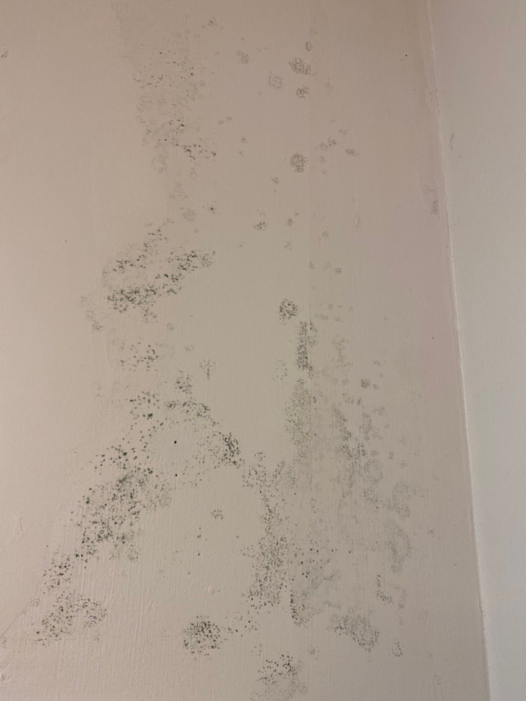 Extensive Mold Growth - but from where?
