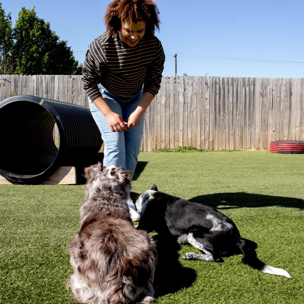 Cici J Dog Training