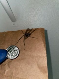 Your a big spider 