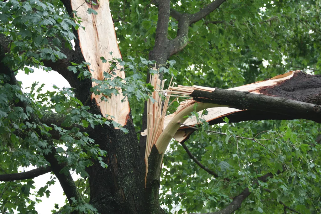 broken tree branch