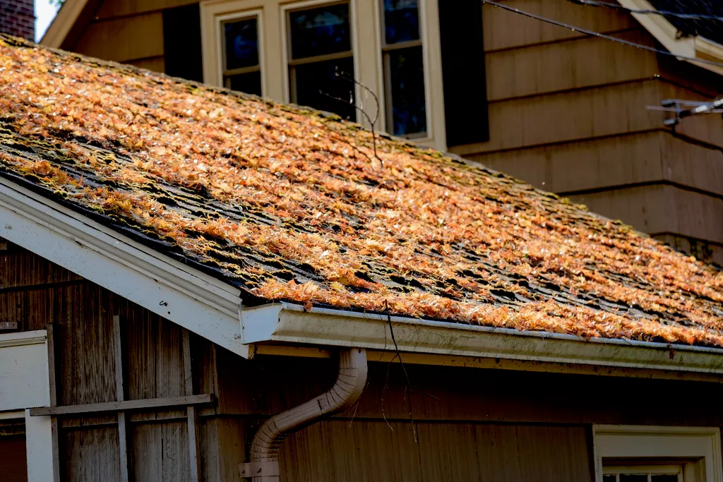 leaves on roof and gutter