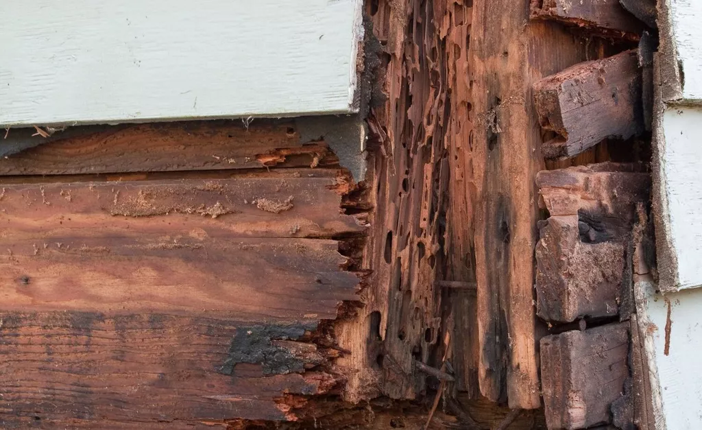 wood termite damage