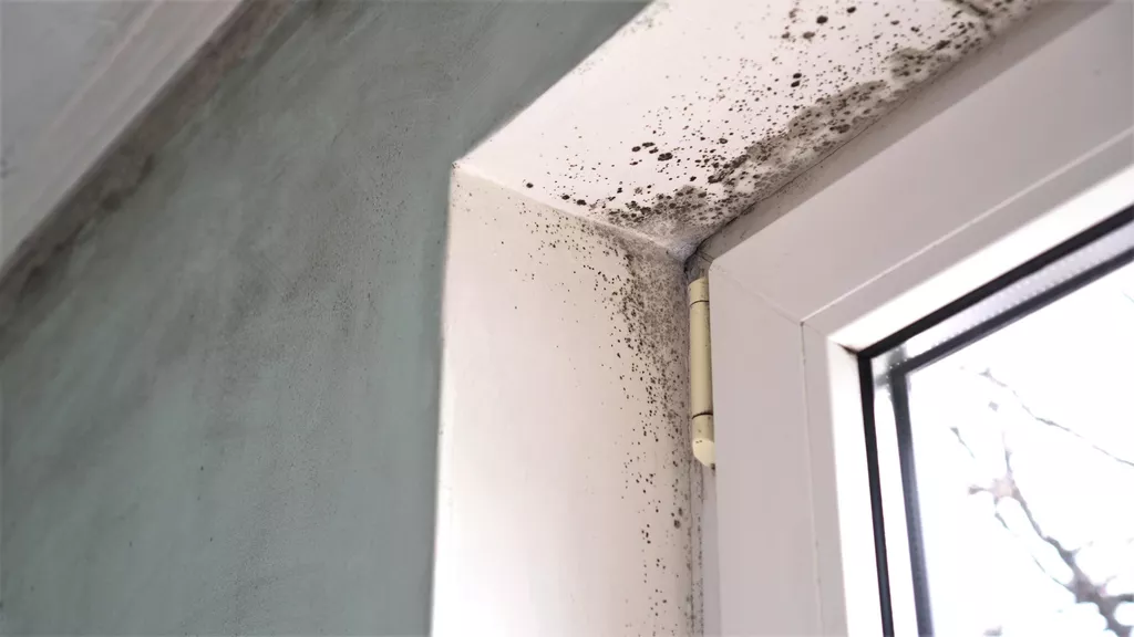 mold on doorframe