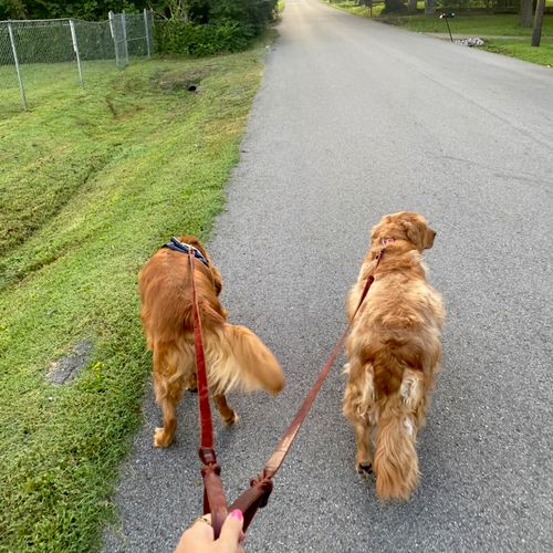 On a walk with these 2 retrievers for a long weeke