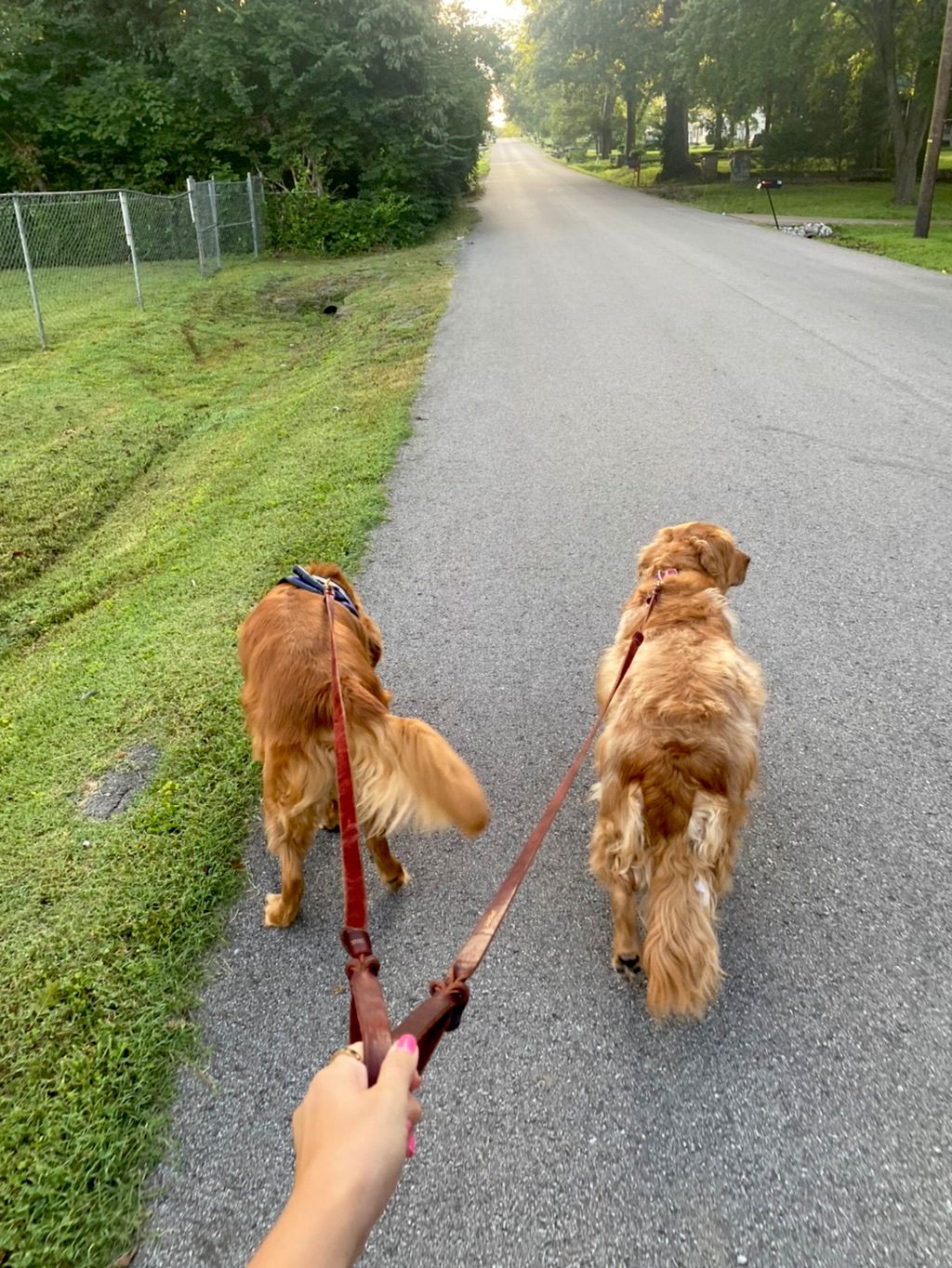 On a walk with these 2 retrievers for a long weeke