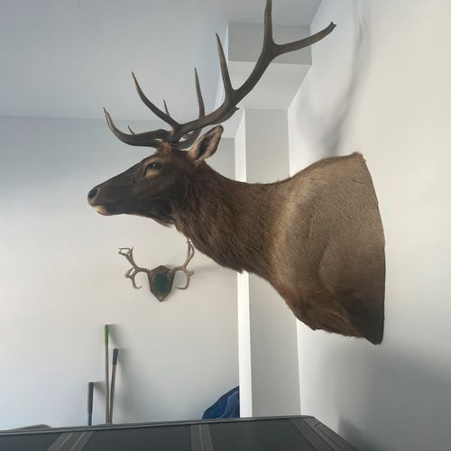 They did a great job hanging my Elk Mount and comp