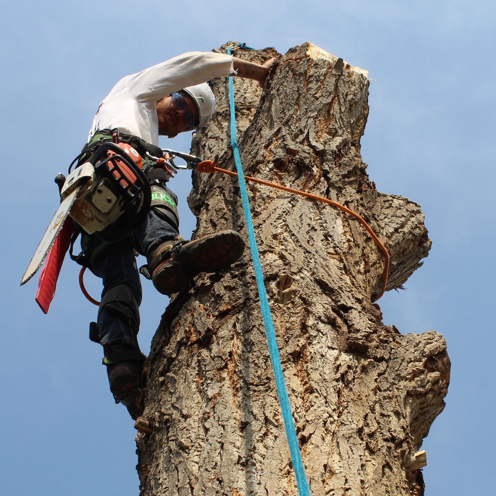 Eden Tree Care