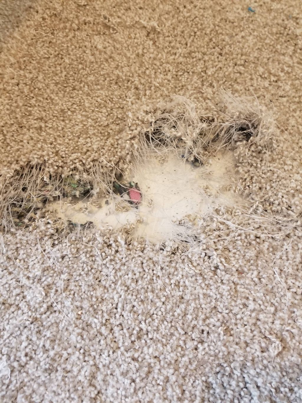 puppy damage?