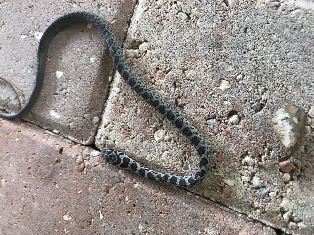 Juvenile black racer