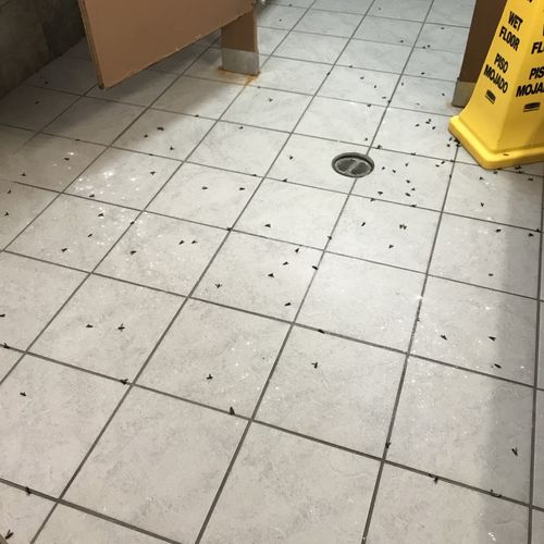 Wasp infestation inside a commercial bathroom