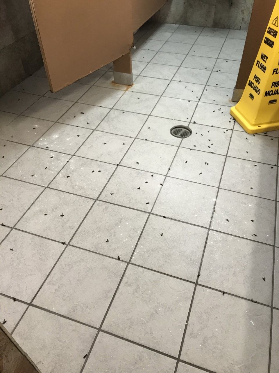 Wasp infestation inside a commercial bathroom