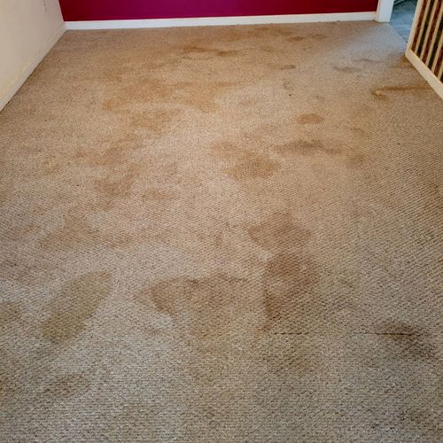 Carlos did an amazing job. Made a worn out carpet 