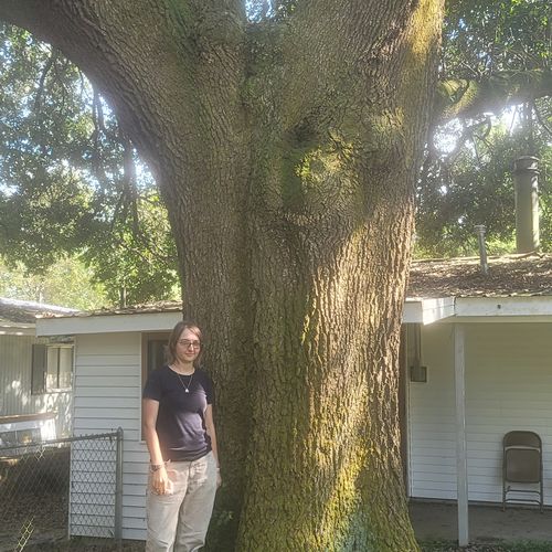 Tree Stump Grinding and Removal