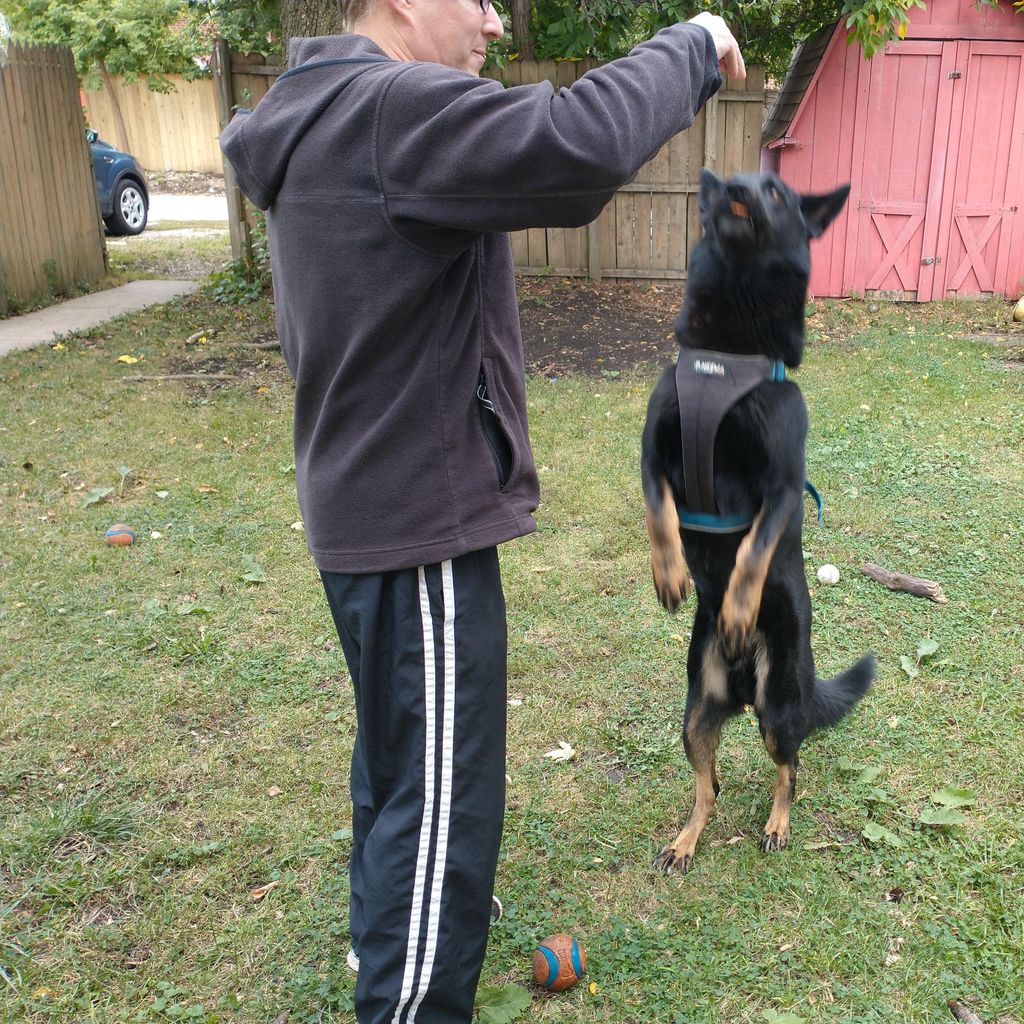 ElliottGhost Dog Training