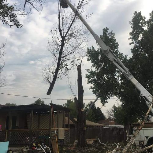 Tree Stump Grinding and Removal