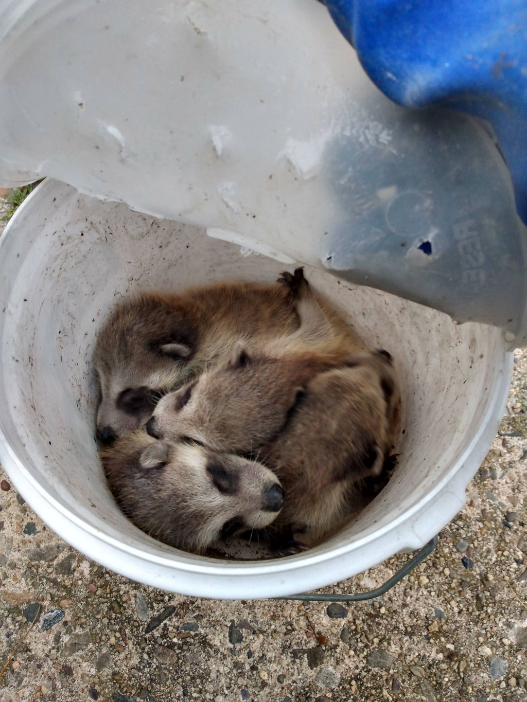 Rescued from the bottom of the HVAC duct