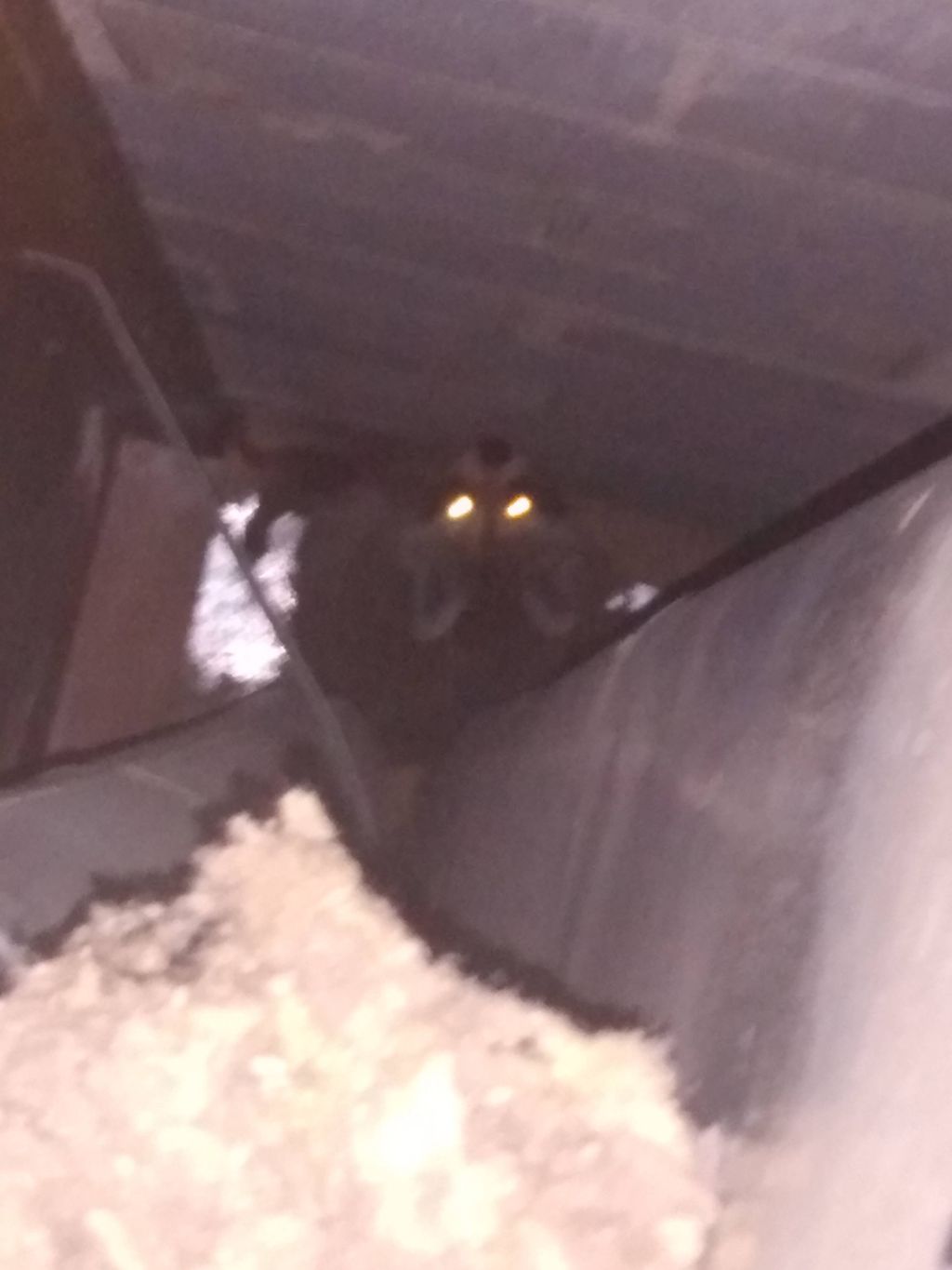 Raccoons behind the HVAC Ducts