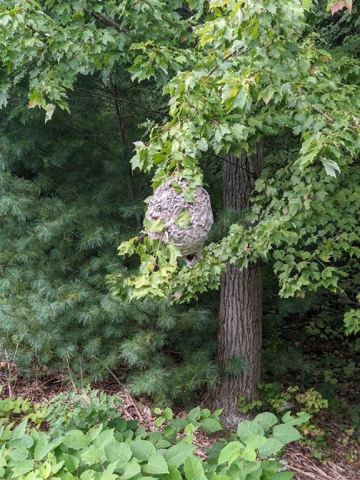 Recent nest