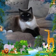 pro avatar
