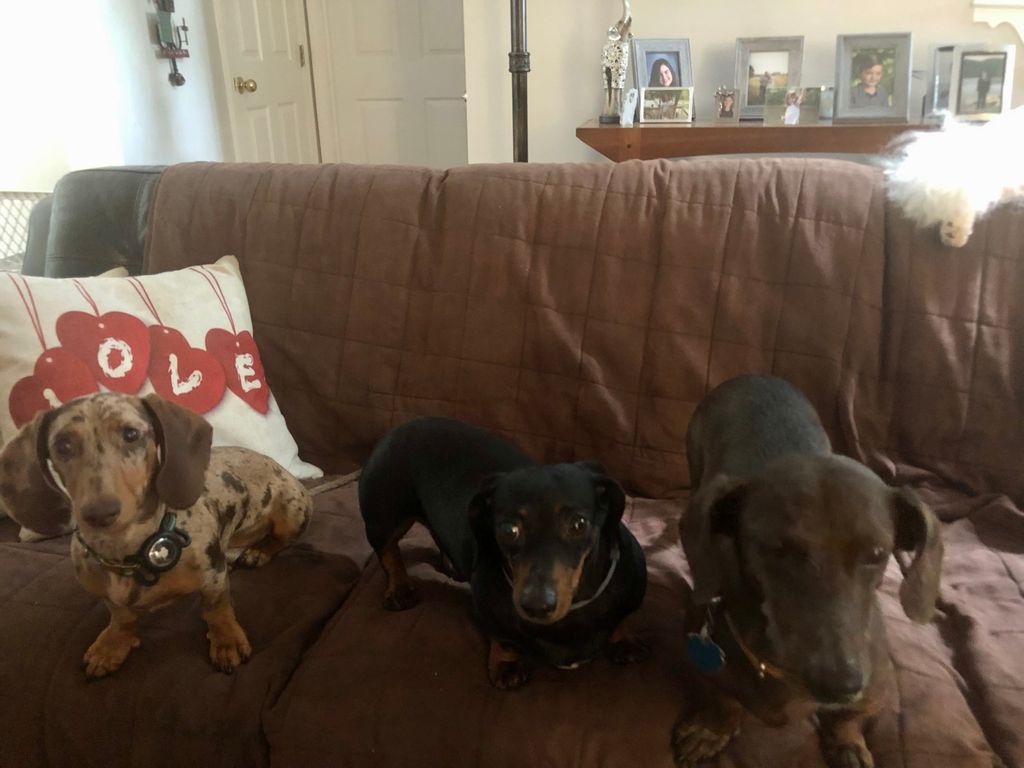 pickles, Bailey, & jack 