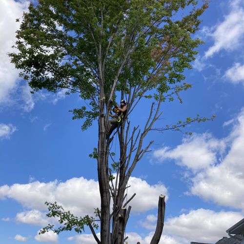 Certified Tree Care & Removal