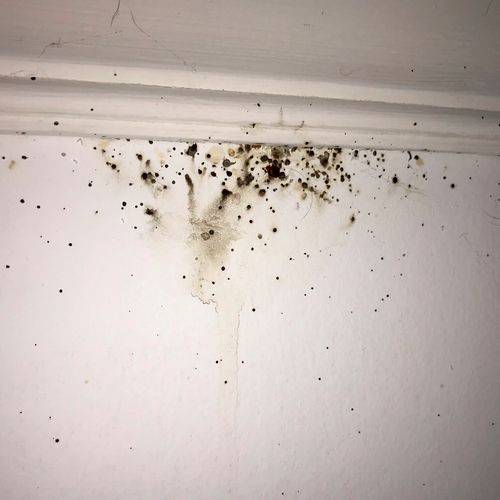 Bedbug residual along wall trim 