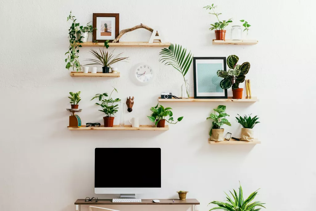 wall shelves with plants