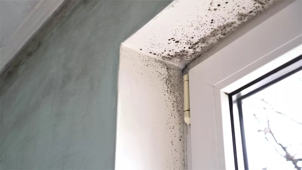 mold on doorway