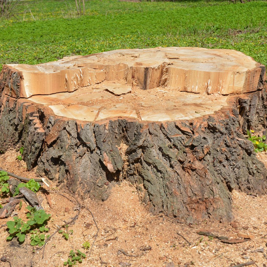Stump Grinding Plus LLC