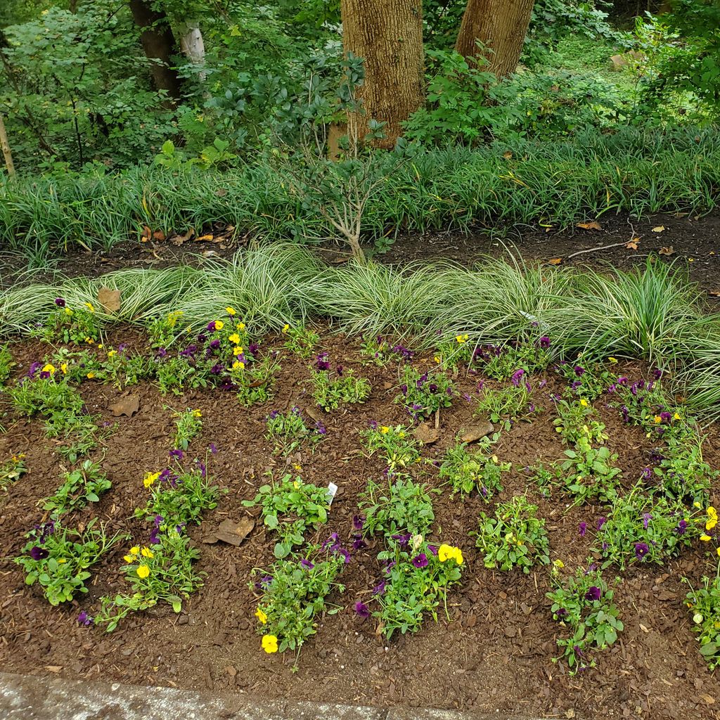 Luis landscaping