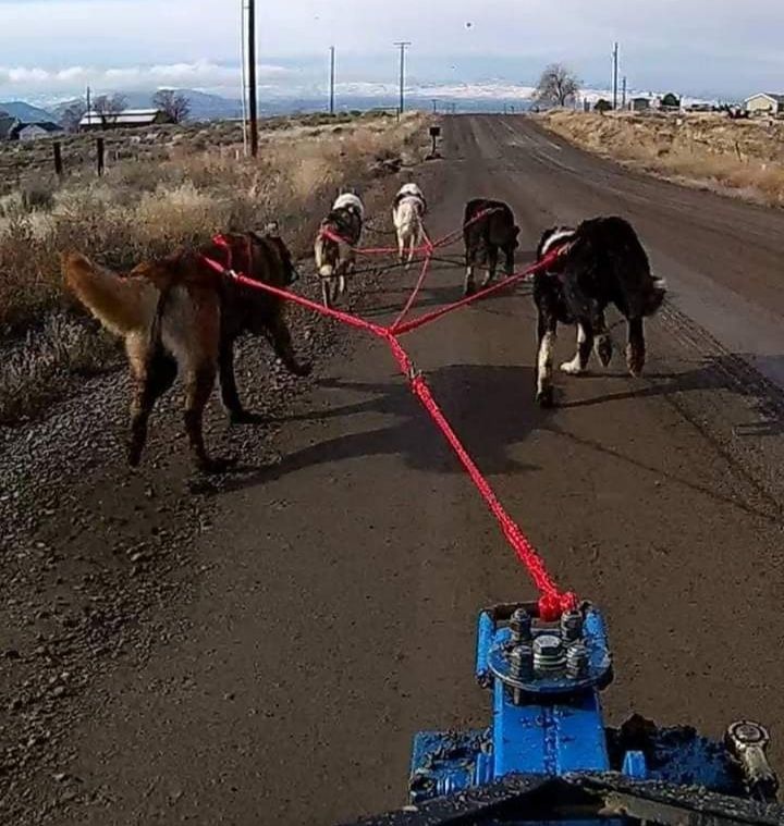 Dryland mushing!