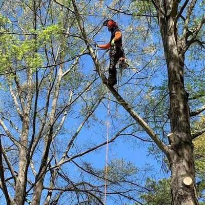 Avatar for Tree Top Care Services LLC,