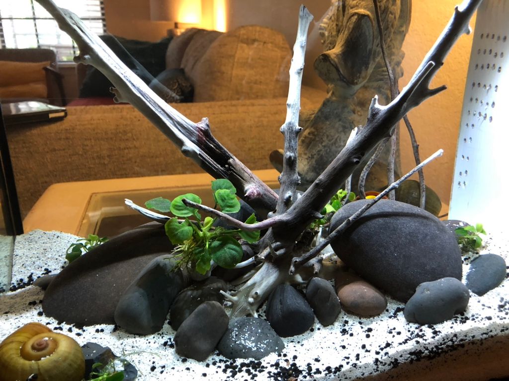 Cleaning & Aquascape Services | Seminole, FL | Thumbtack
