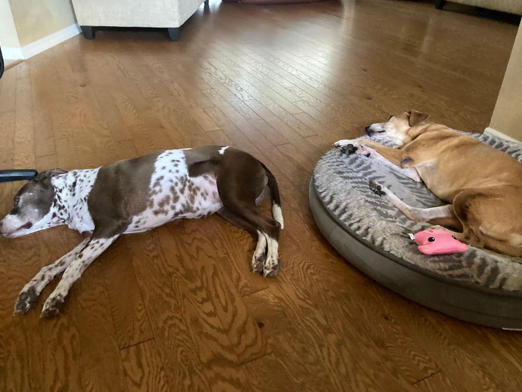 Marley and Polly 🐕 adopted from GCHS 