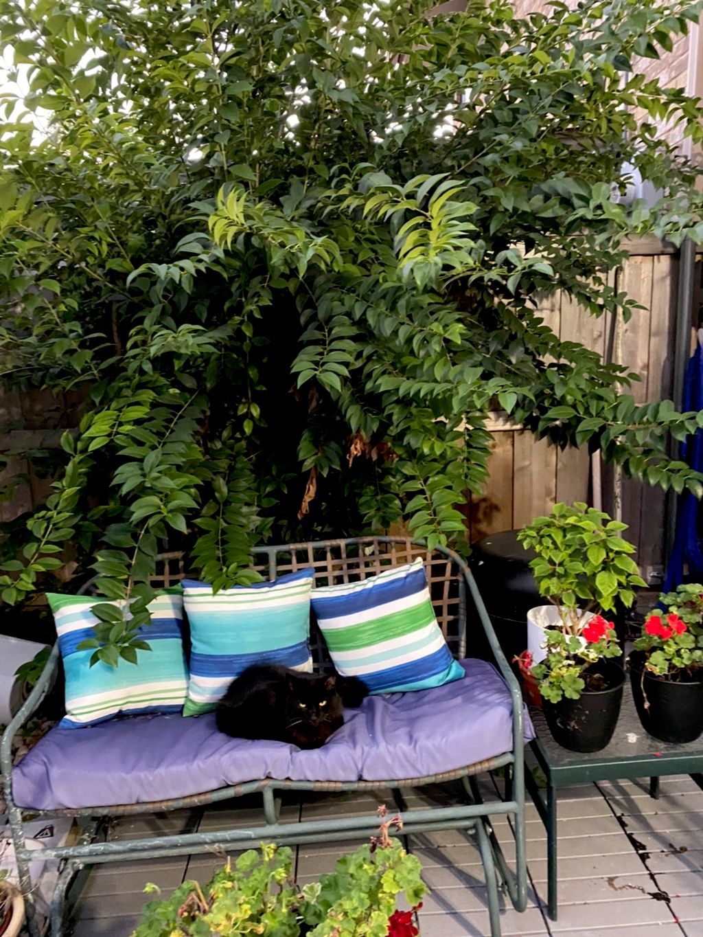 Customer photos