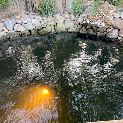 Drained and cleaned our pond for Koi Fish
