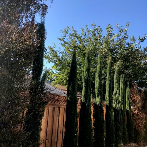I planted these cypress to cover an open area. 