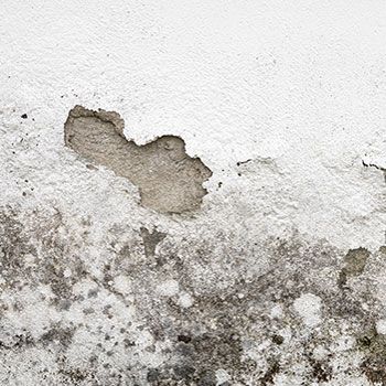 Mold Remediation 
