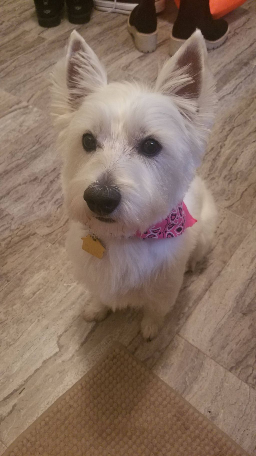 Connie Ray did a wonderful job on my Westie girl 😍