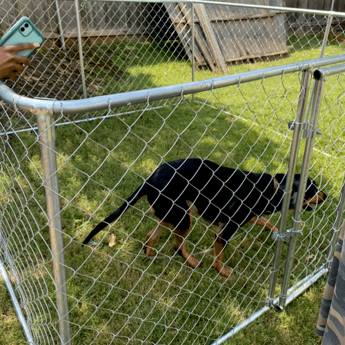 Dog Fence Installation