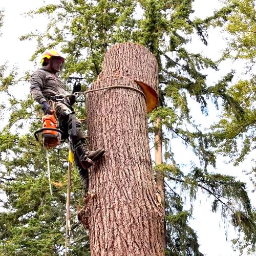 JAVIER TREE SERVICE & LANDSCAPING