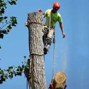 AMERICA'S TREE SERVICES - Tree Services - Little Rock, AR - Phone Number
